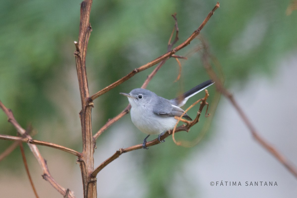 Gobemoucheron gris-bleu - ML612576458