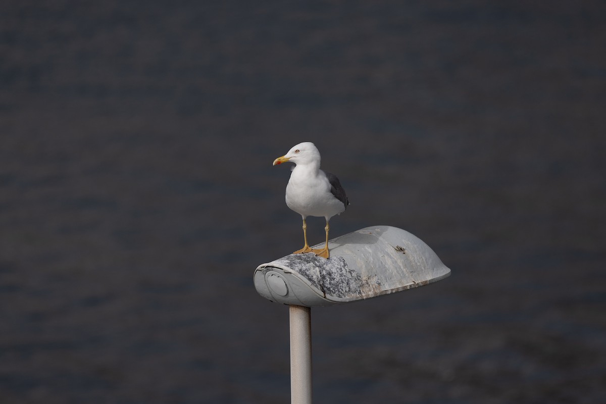 Lesser Black-backed Gull - ML612576466