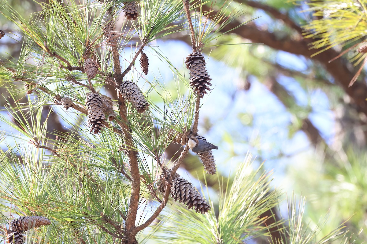 Brown-headed Nuthatch - Leslie Penner