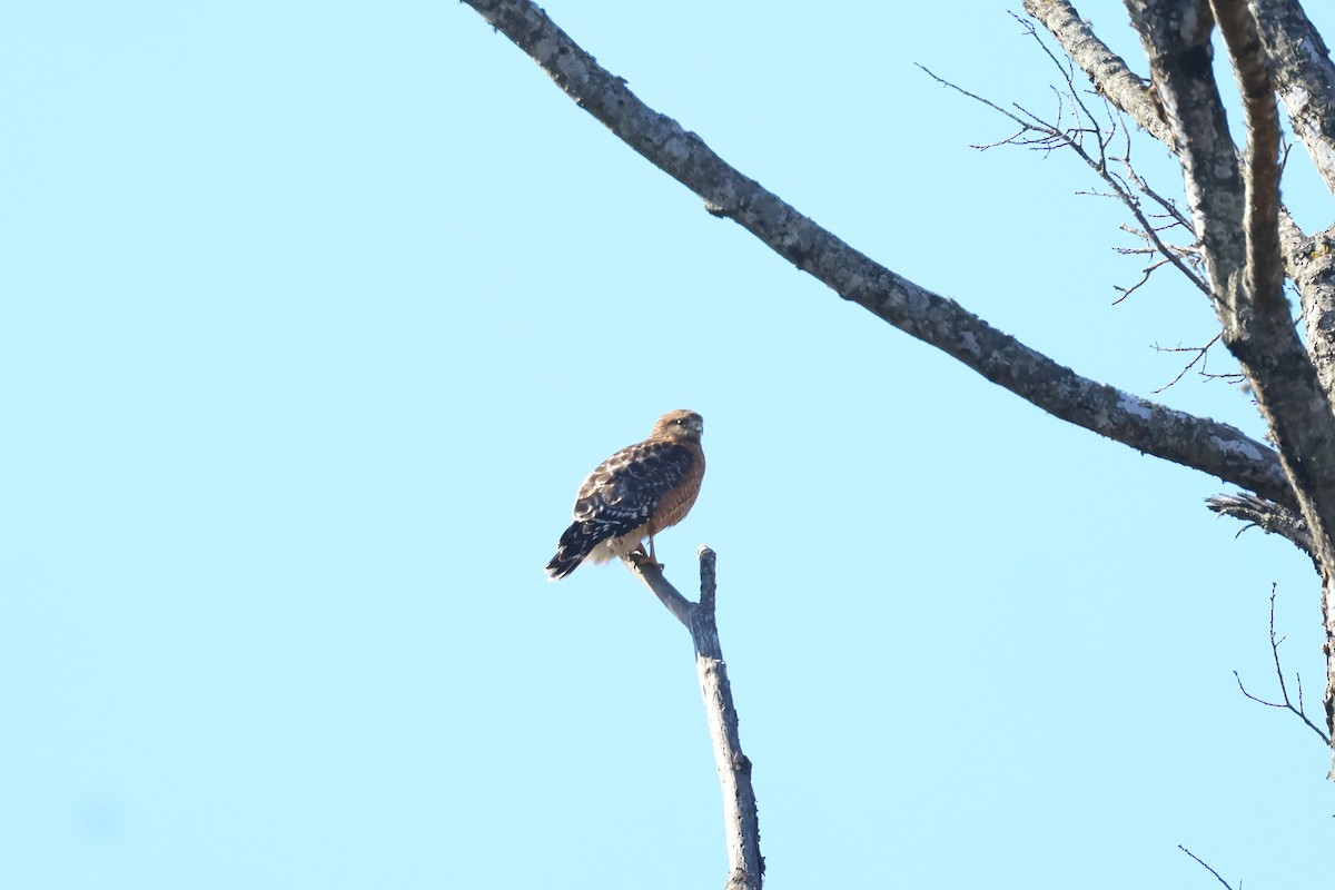 Red-shouldered Hawk - Leslie Penner