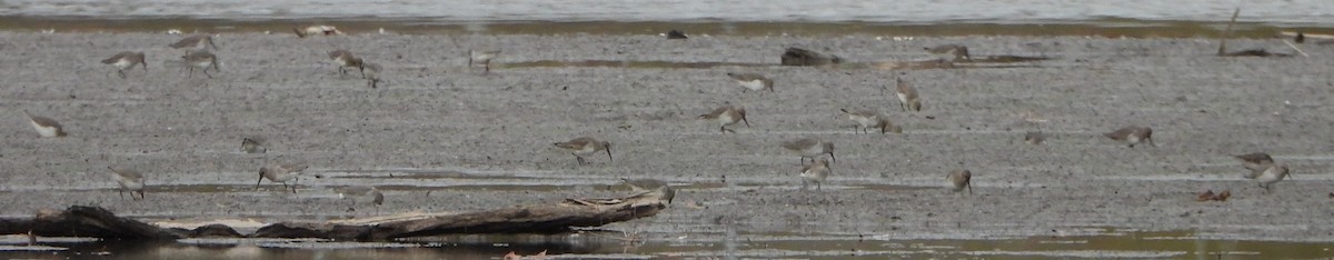 黑腹濱鷸 - ML612576563