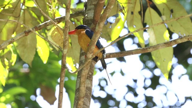 Buff-breasted Paradise-Kingfisher - ML612576590