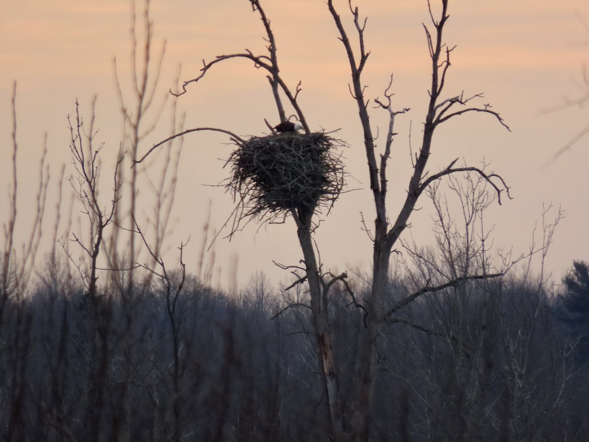 Weißkopf-Seeadler - ML612576634