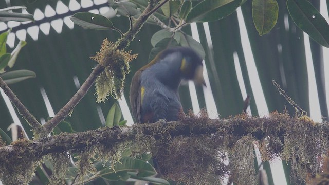 Plate-billed Mountain-Toucan - ML612576717