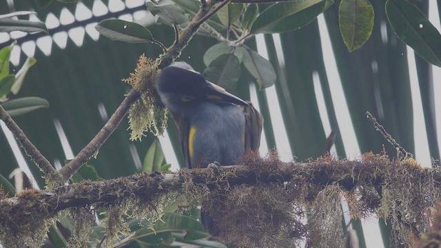 Plate-billed Mountain-Toucan - ML612576718