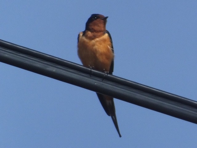 Barn Swallow - ML612576728