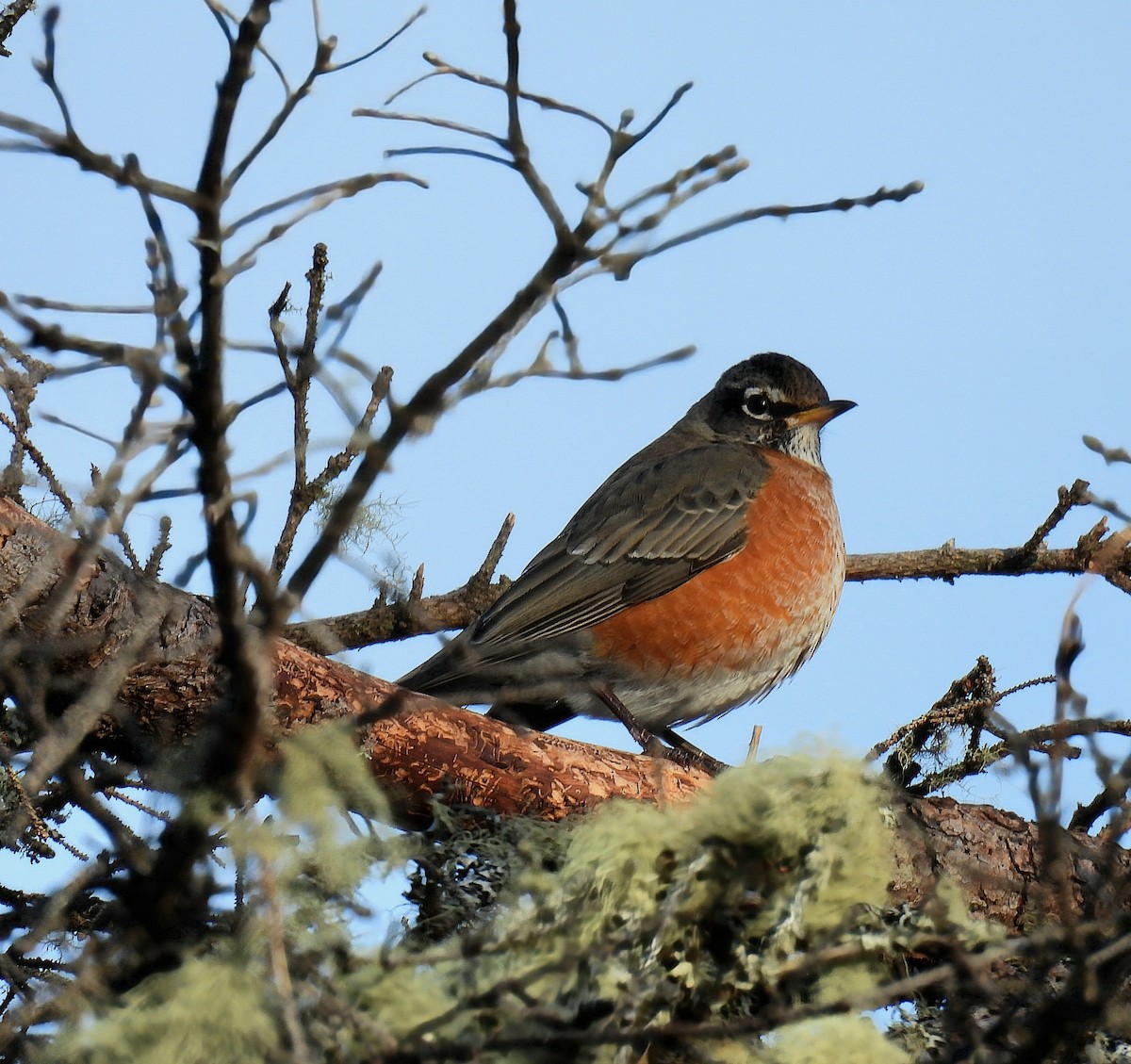 American Robin - ML612576729