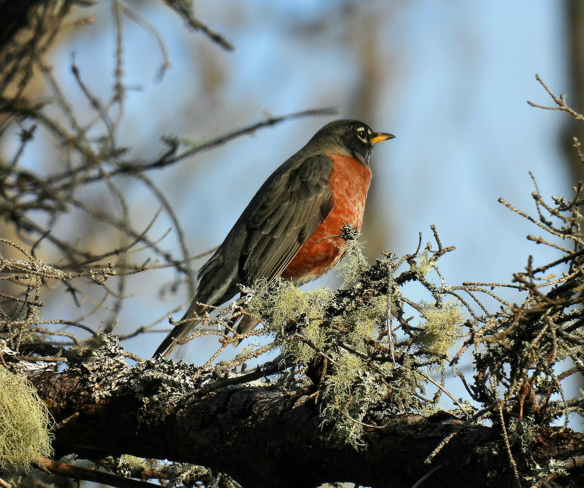 American Robin - Guillaume Daigle