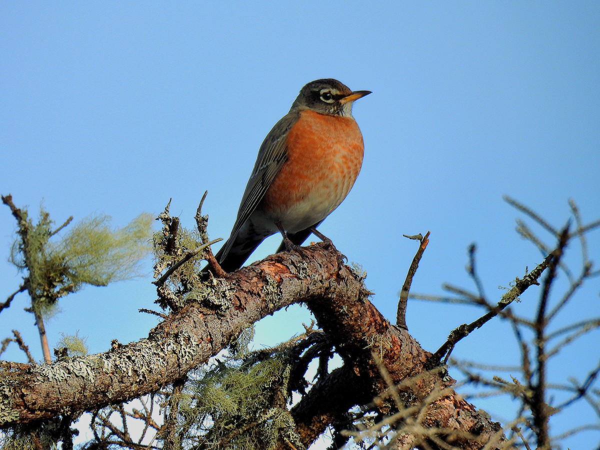 American Robin - Guillaume Daigle