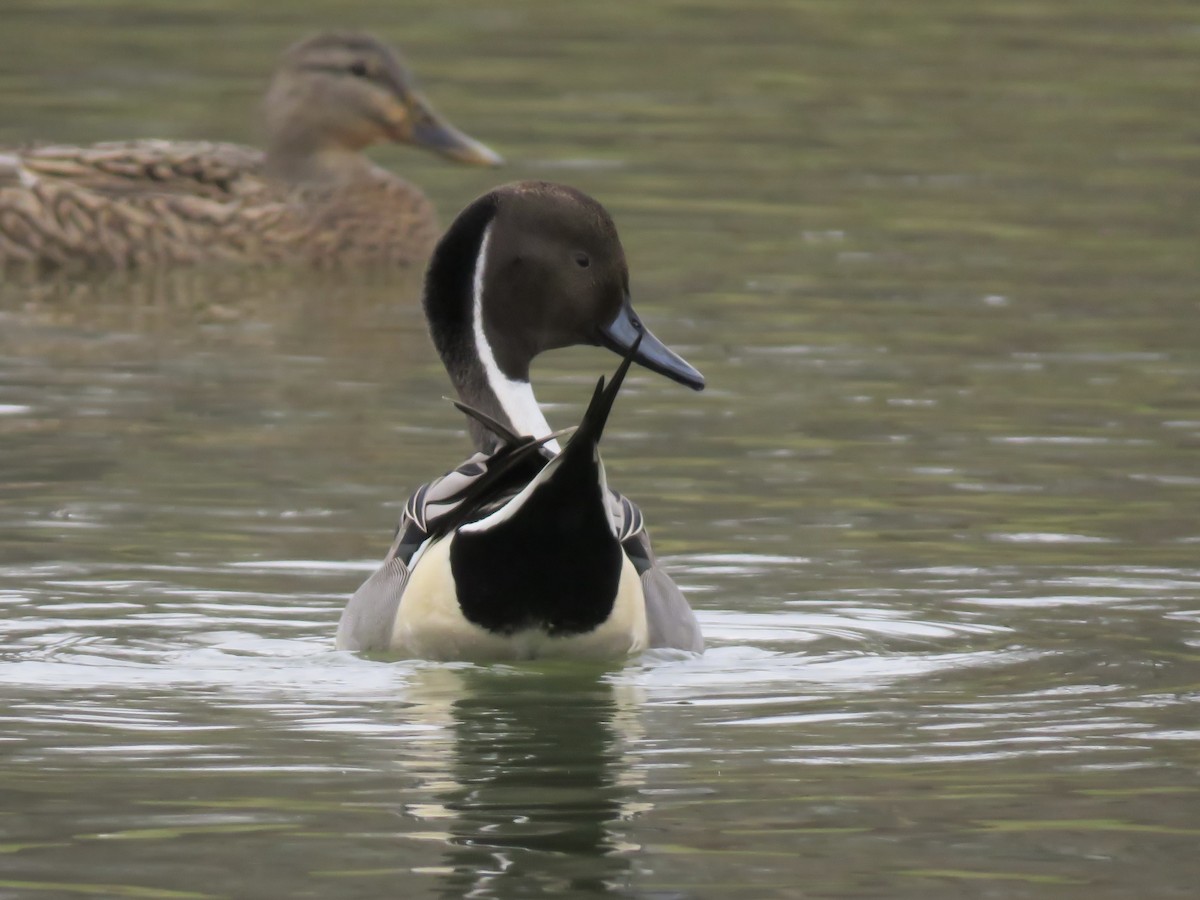 Northern Pintail - Seth McComsey