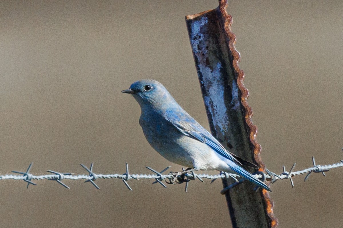 Mountain Bluebird - Samuel Schmidt