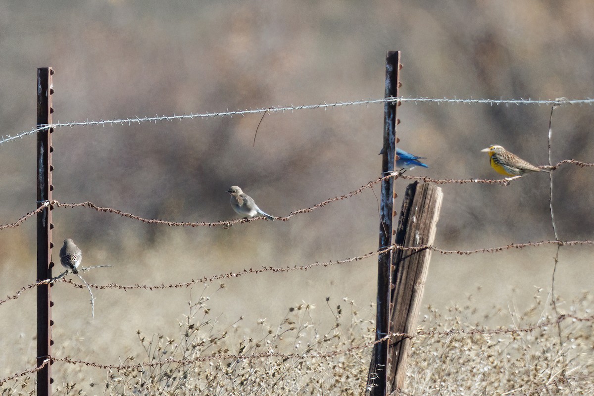 Mountain Bluebird - Samuel Schmidt