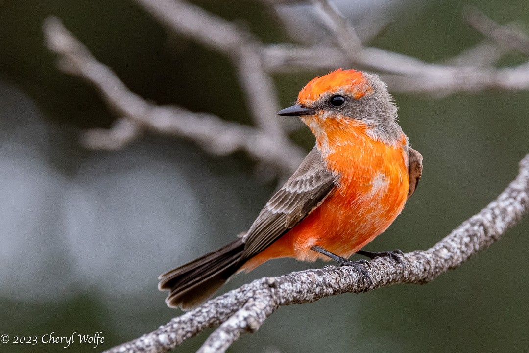 Vermilion Flycatcher - Cheryl White