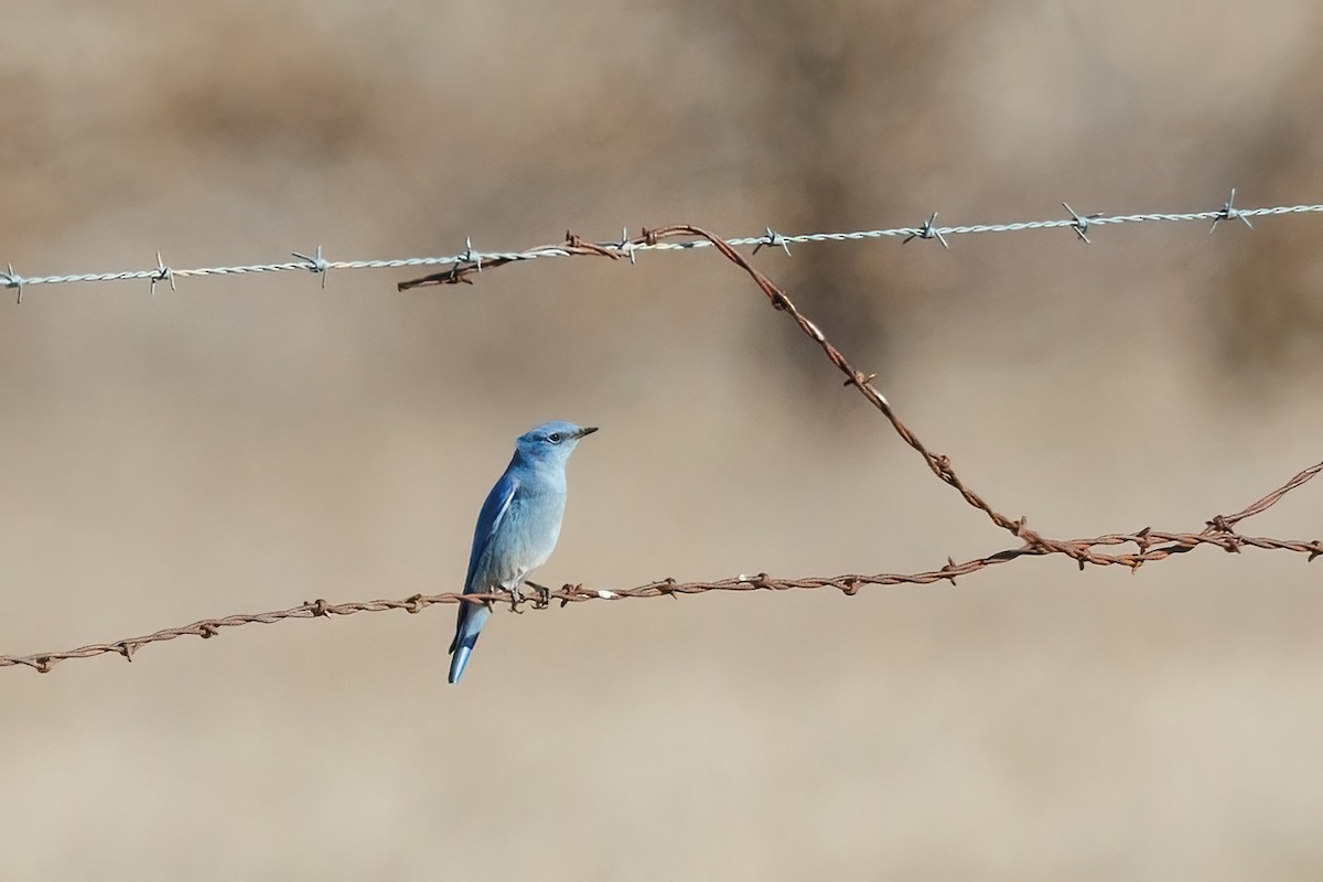 Mountain Bluebird - Samuel Schmidt