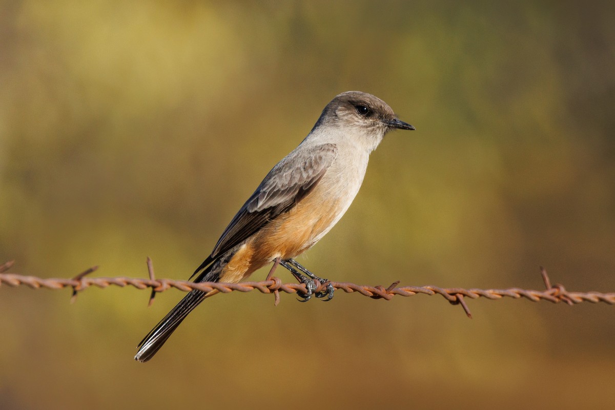 Say's Phoebe - Samuel Schmidt