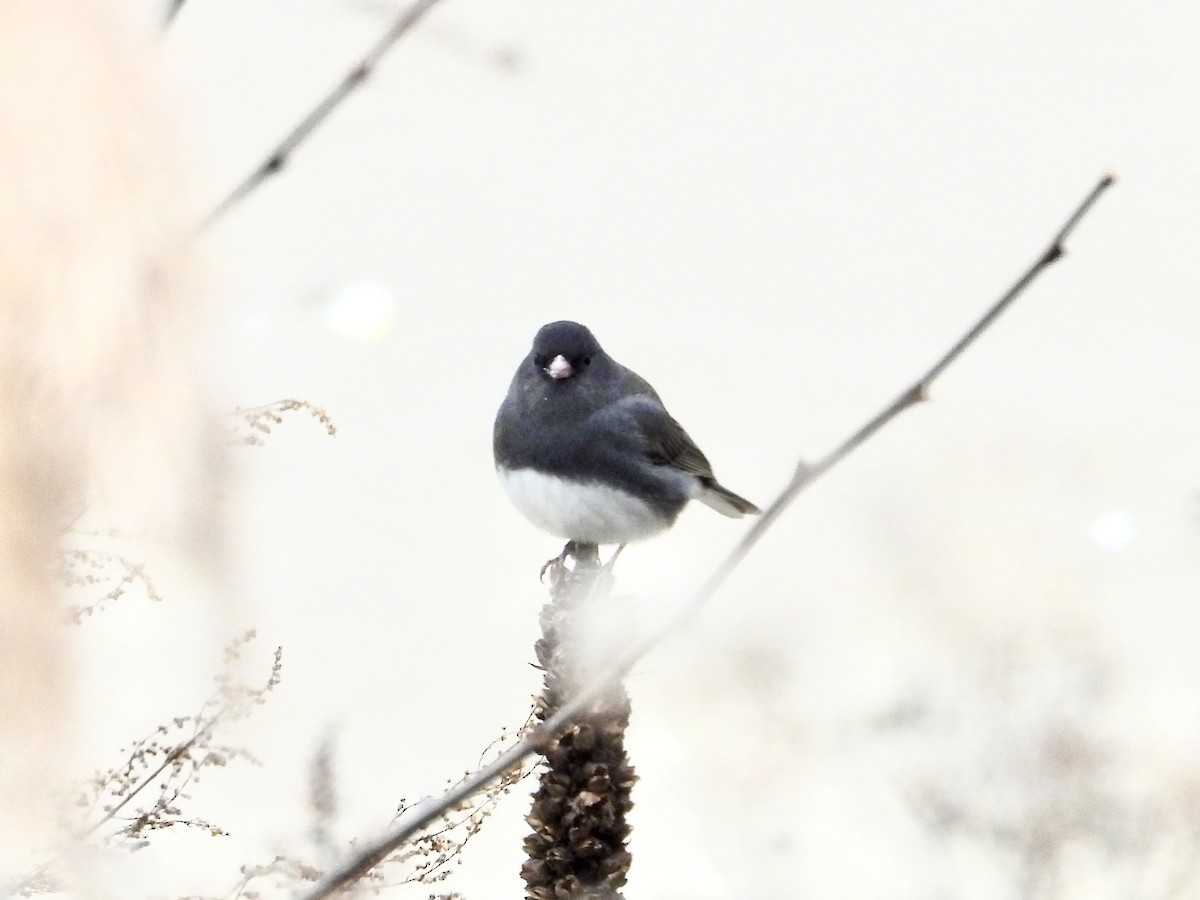 Junco Ojioscuro - ML612576873