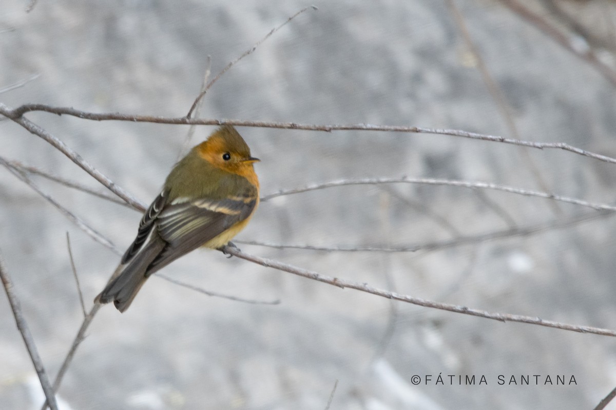 Tufted Flycatcher - ML612576907