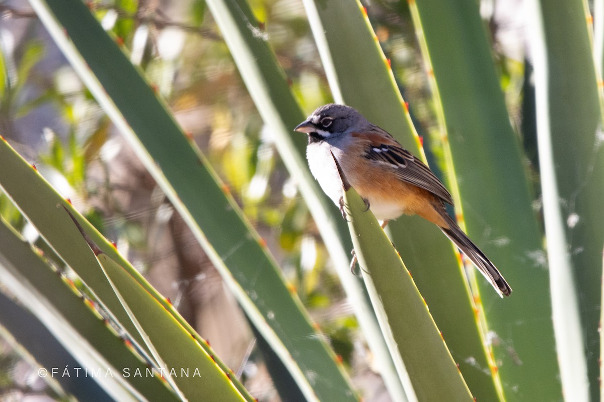 Bridled Sparrow - ML612576910