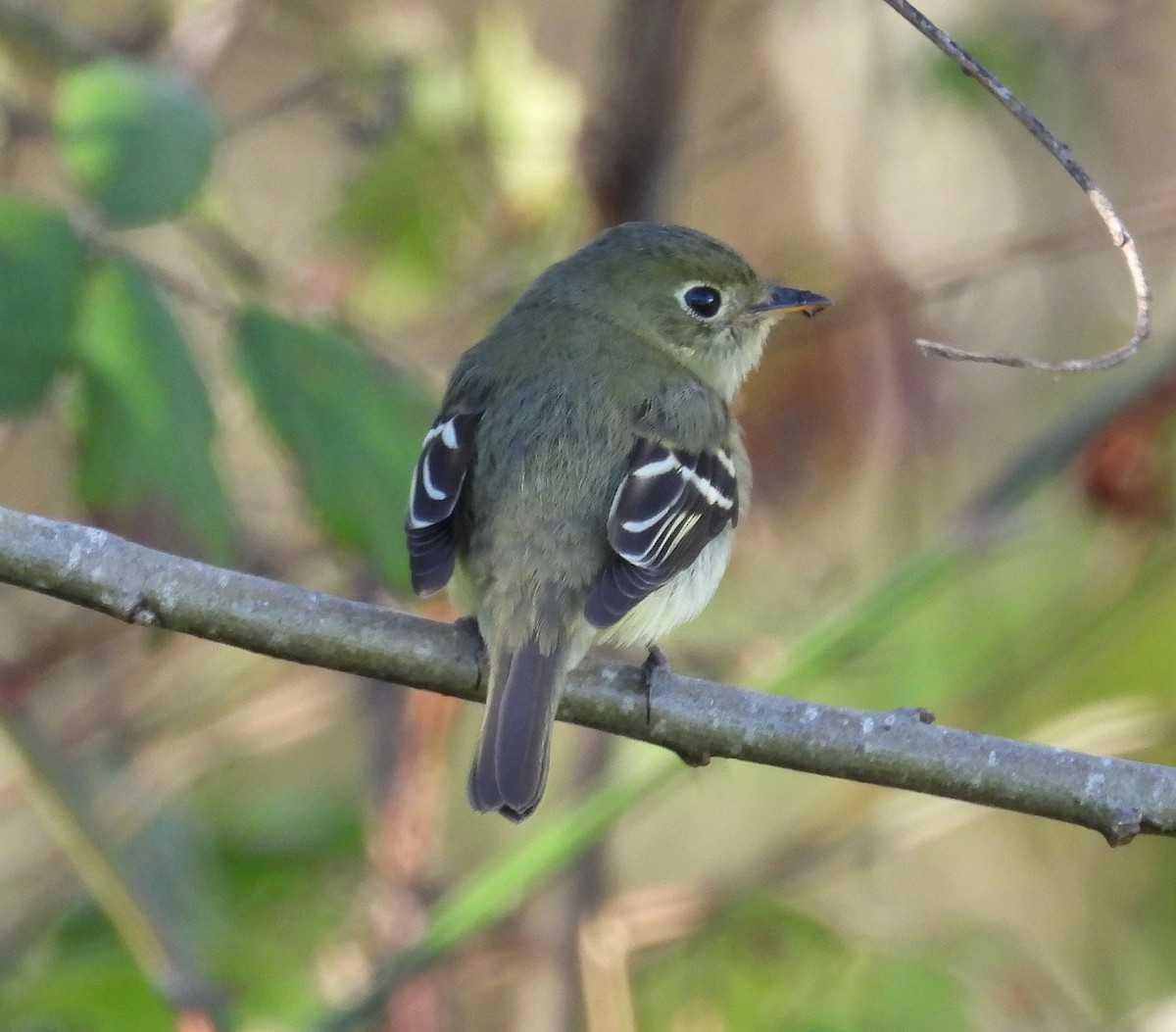 Yellow-bellied Flycatcher - Jesse Conklin