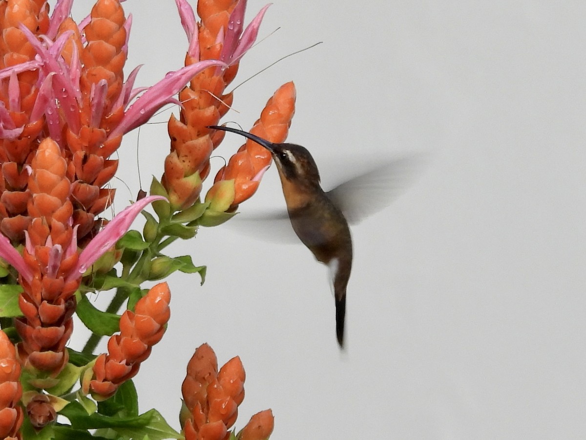 kolibřík trpasličí - ML612576915