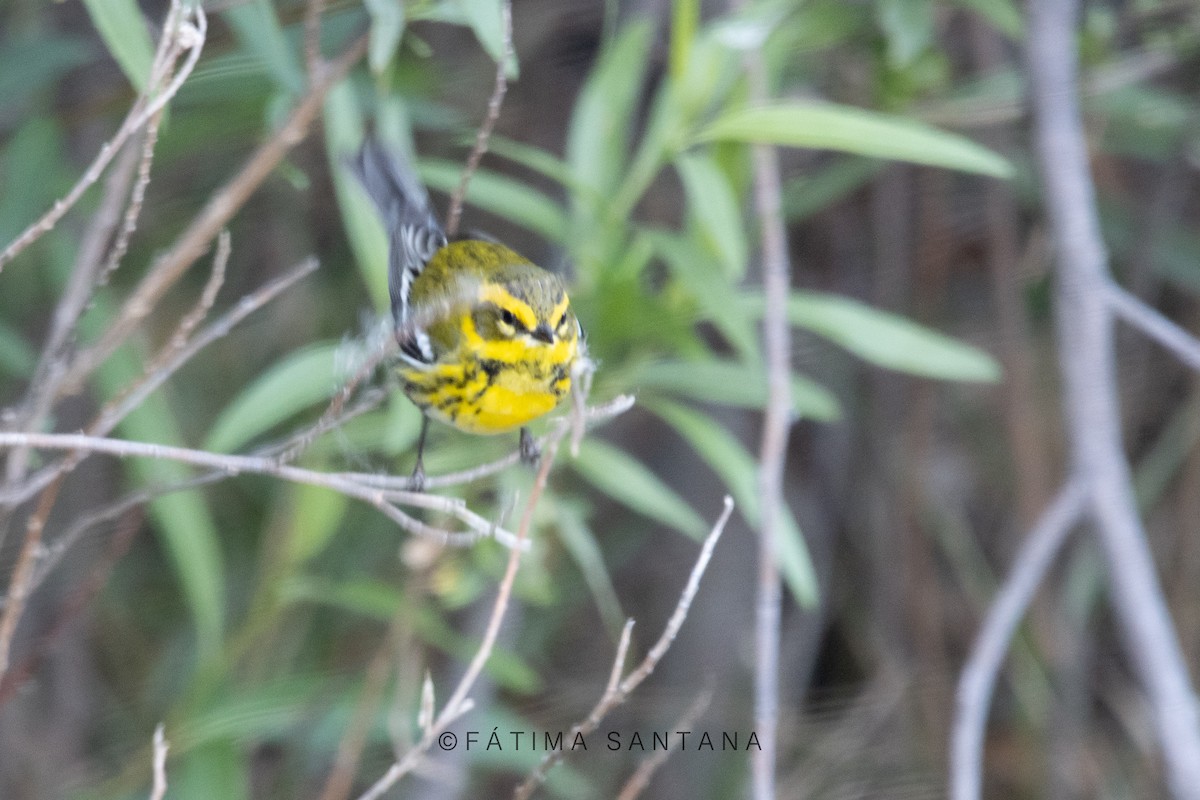 Townsend's Warbler - Fátima SantanaP