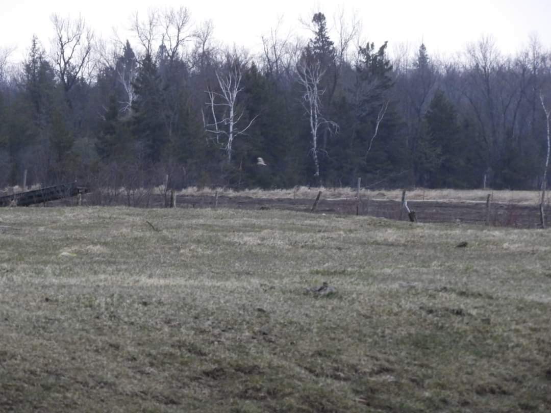 Short-eared Owl - ML612576923