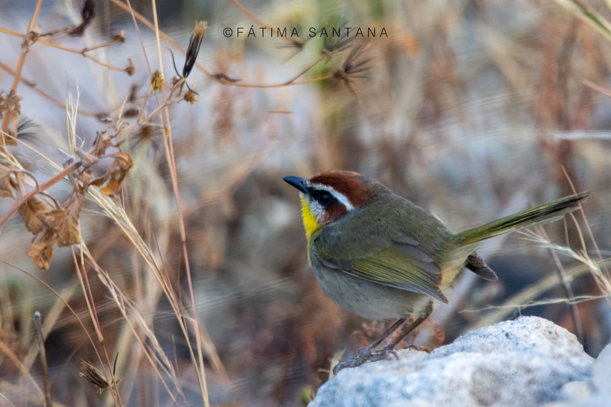 Rufous-capped Warbler - ML612576929