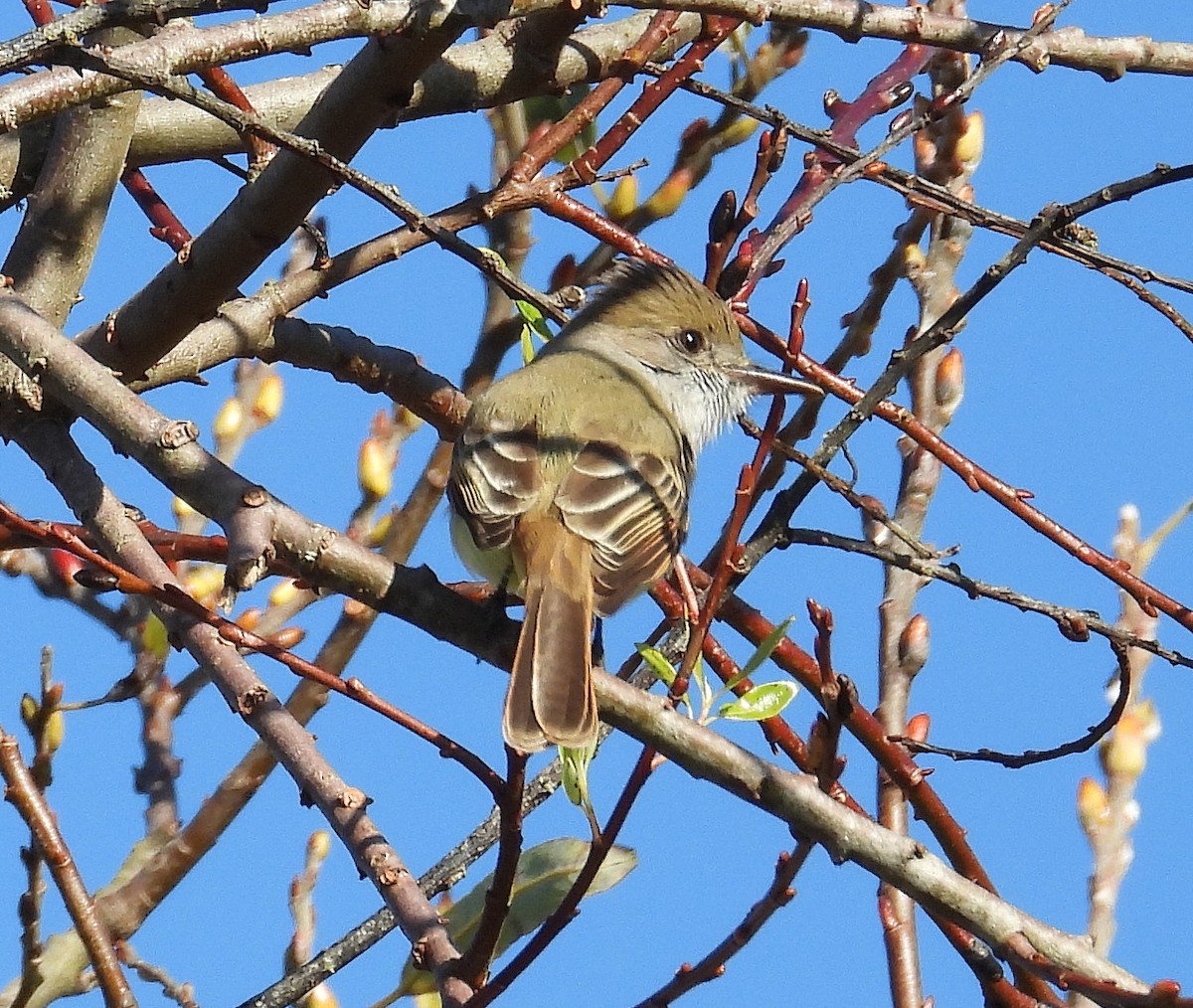 Dusky-capped Flycatcher - ML612576943