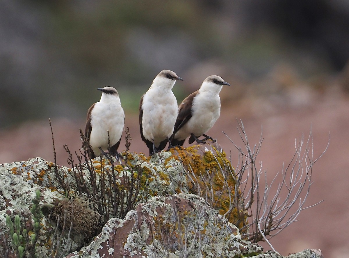 White-bellied Cinclodes - ML612576956