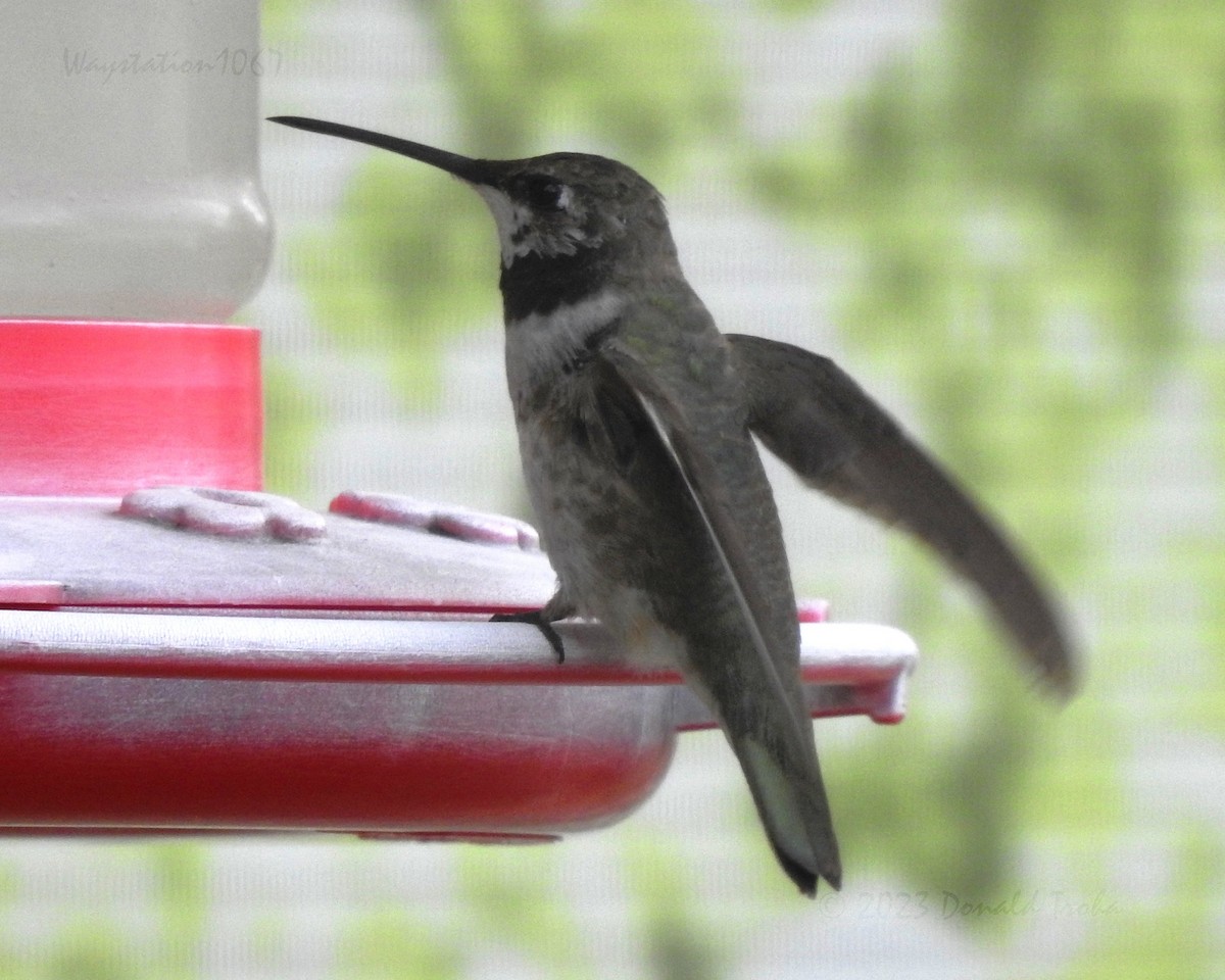 Colibri à gorge noire - ML612576973