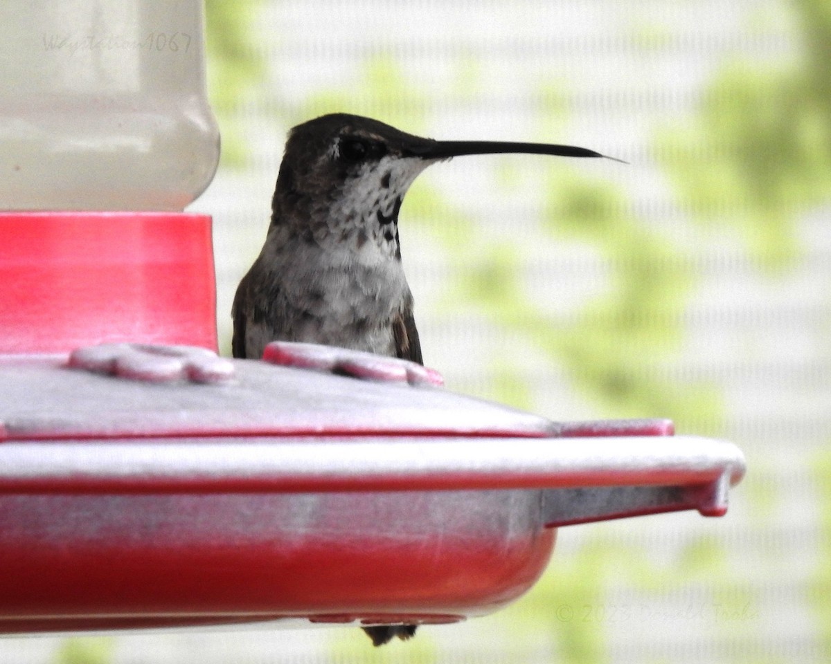 Colibri à gorge noire - ML612576974