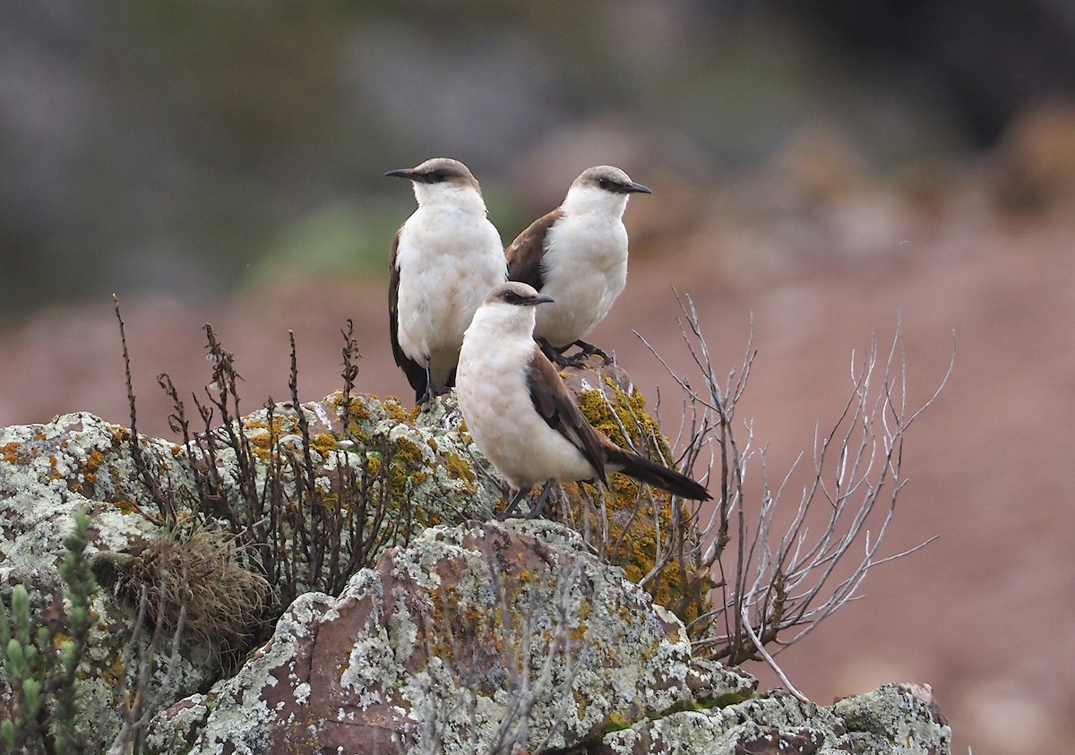 White-bellied Cinclodes - ML612576986