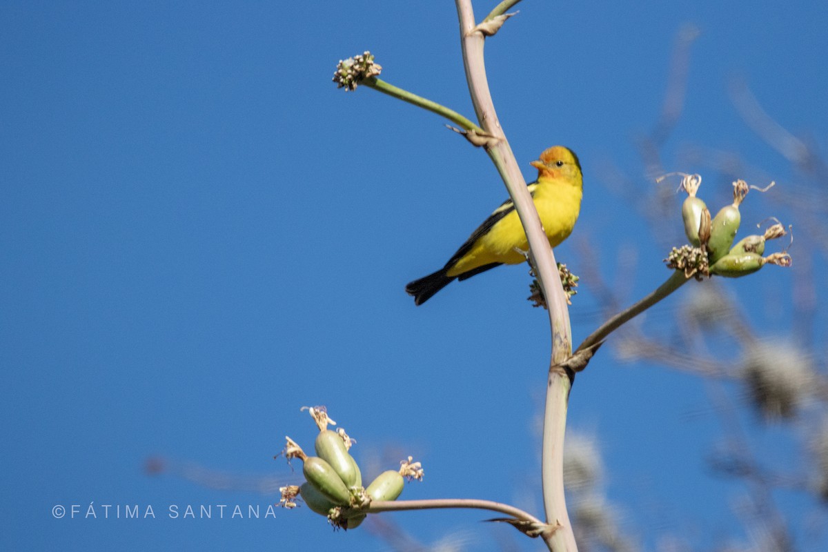 Western Tanager - ML612576997
