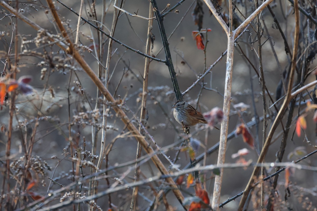 Swamp Sparrow - ML612576999