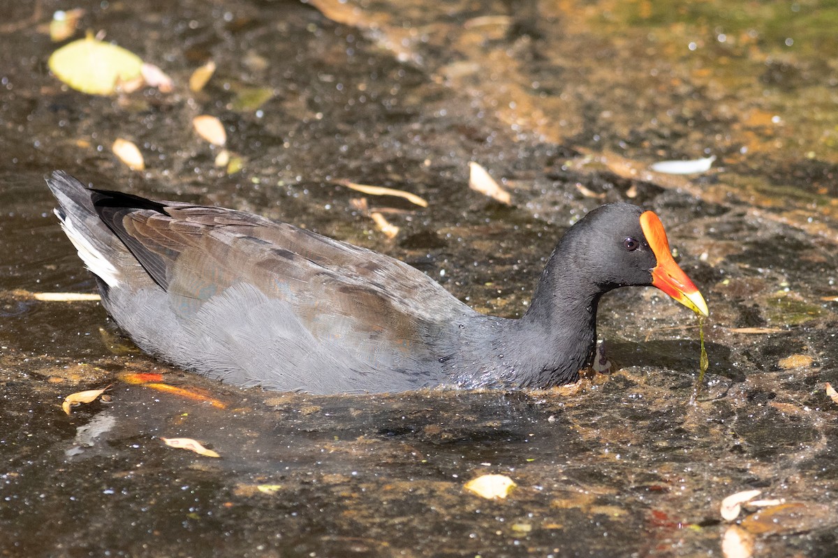 Gallinule sombre - ML612577040