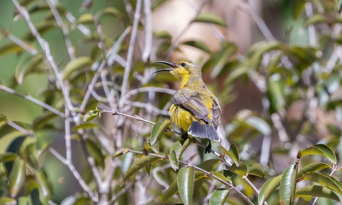 Sahul Sunbird - Paul Fenwick