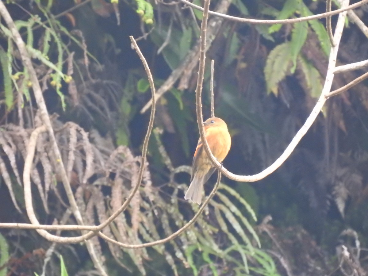 Cinnamon Flycatcher - ML612577084