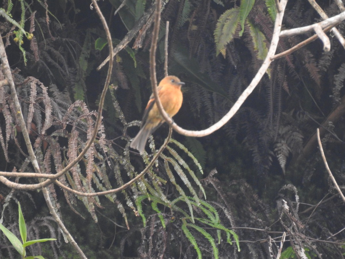 Cinnamon Flycatcher - ML612577085