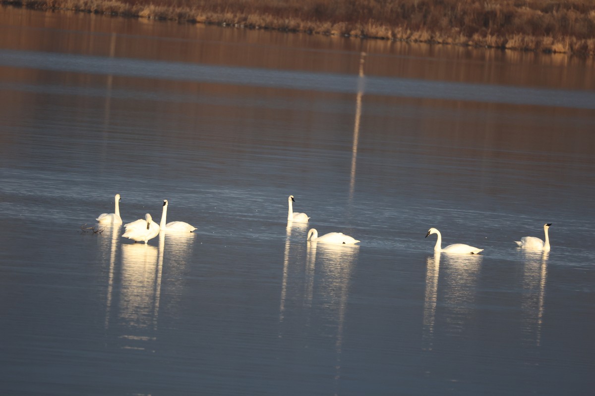 Cisne Trompetero - ML612577096