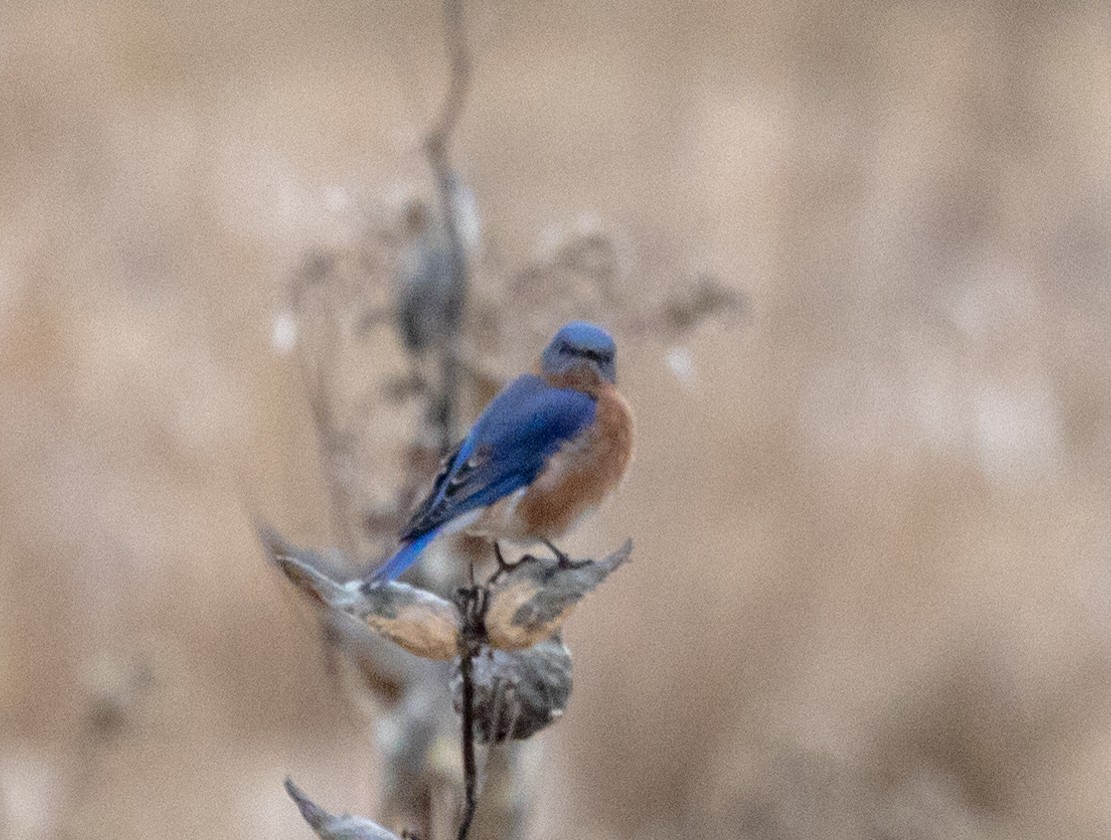 Eastern Bluebird - ML612577110