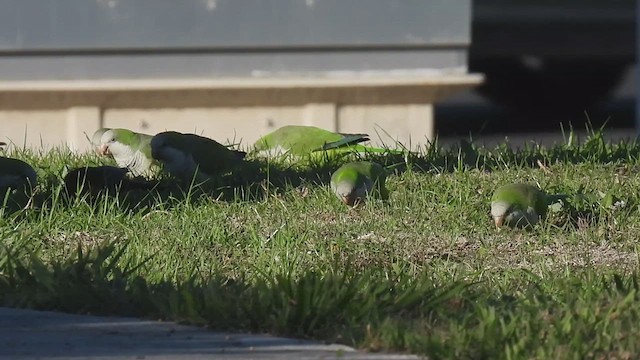 Monk Parakeet - ML612577167