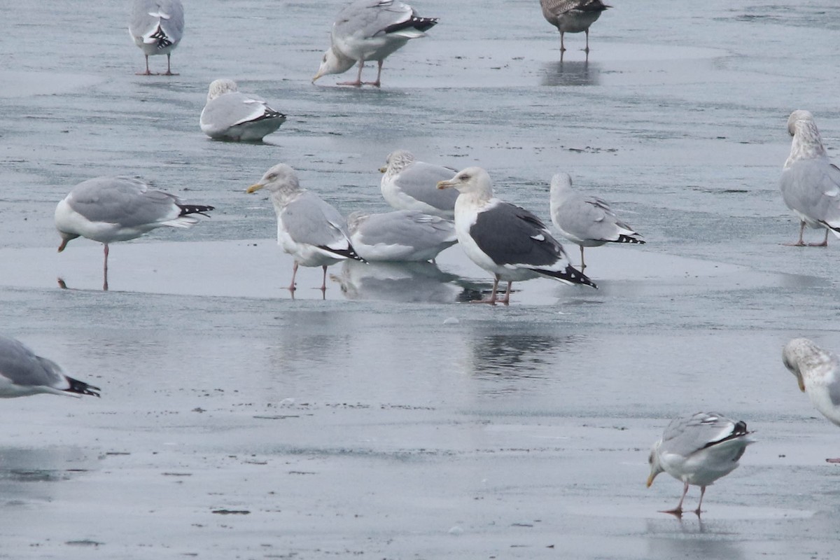 Gaviota de Kamchatka - ML612577191