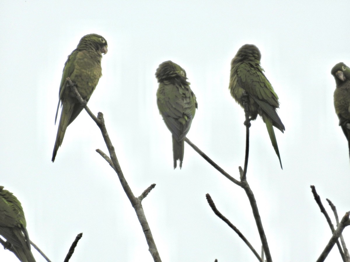 Olive-throated Parakeet - Seema Sheth