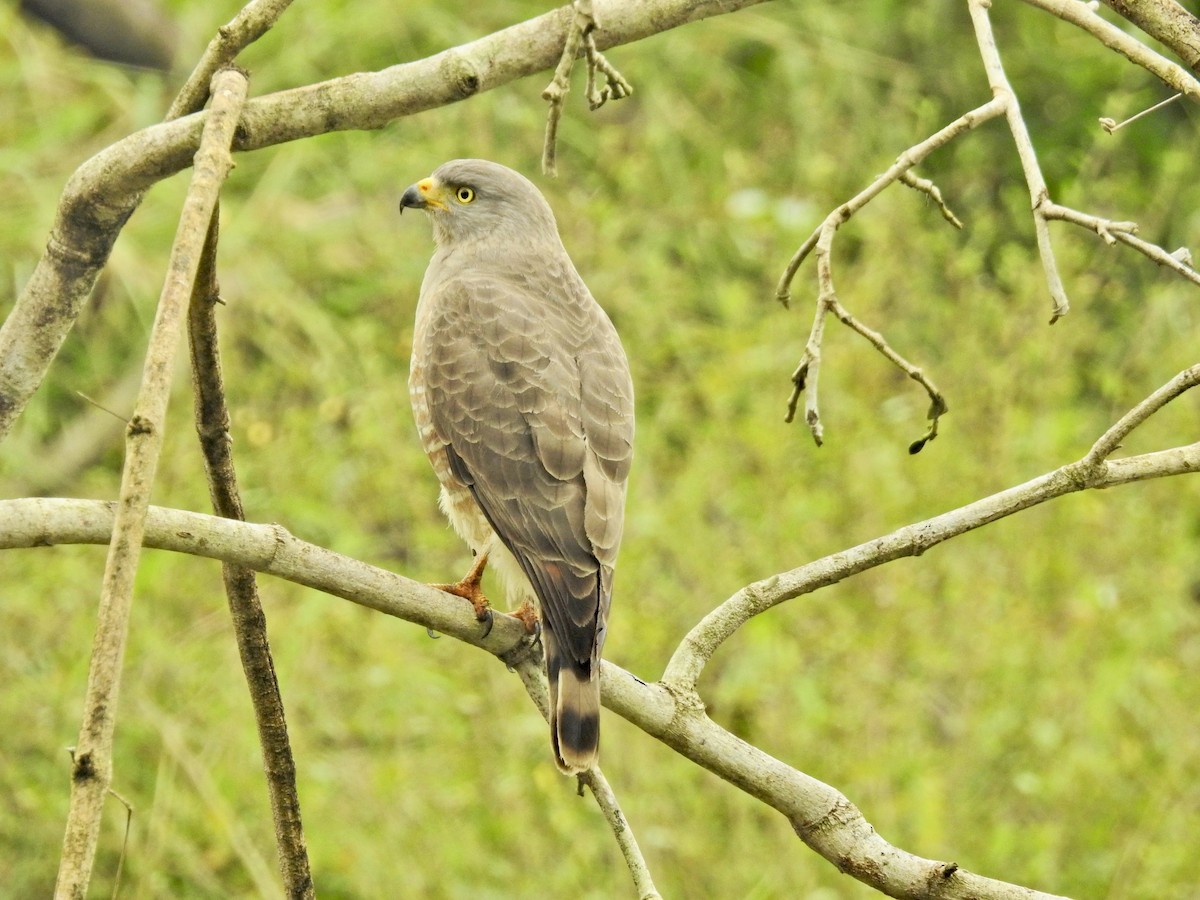 Roadside Hawk - ML612577201