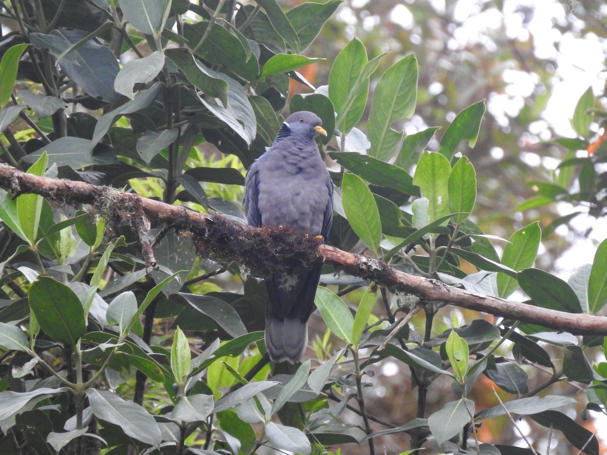 Band-tailed Pigeon - ML612577204