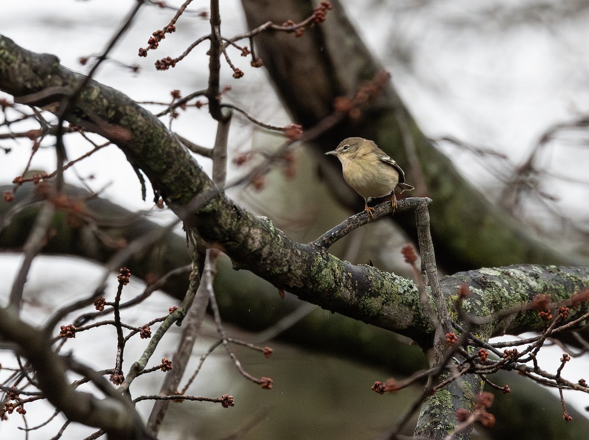 Pine Warbler - ML612577226