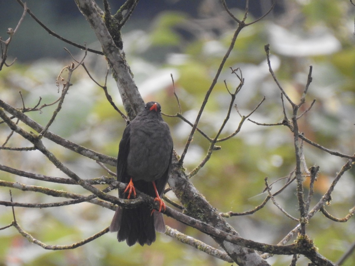 Great Thrush - ML612577231