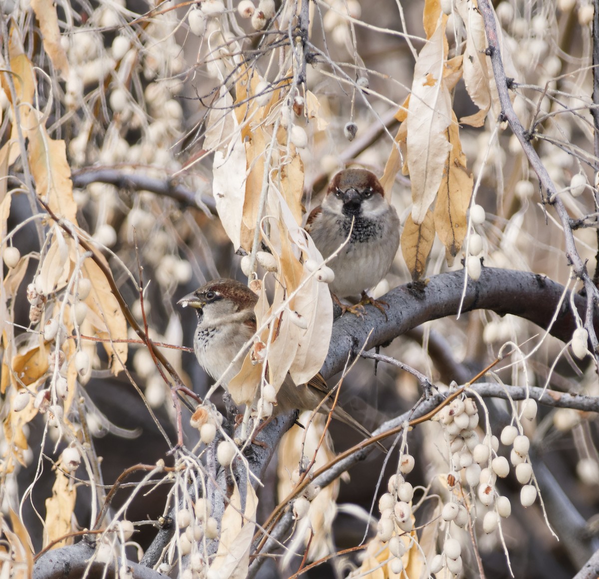 House Sparrow - ML612577236