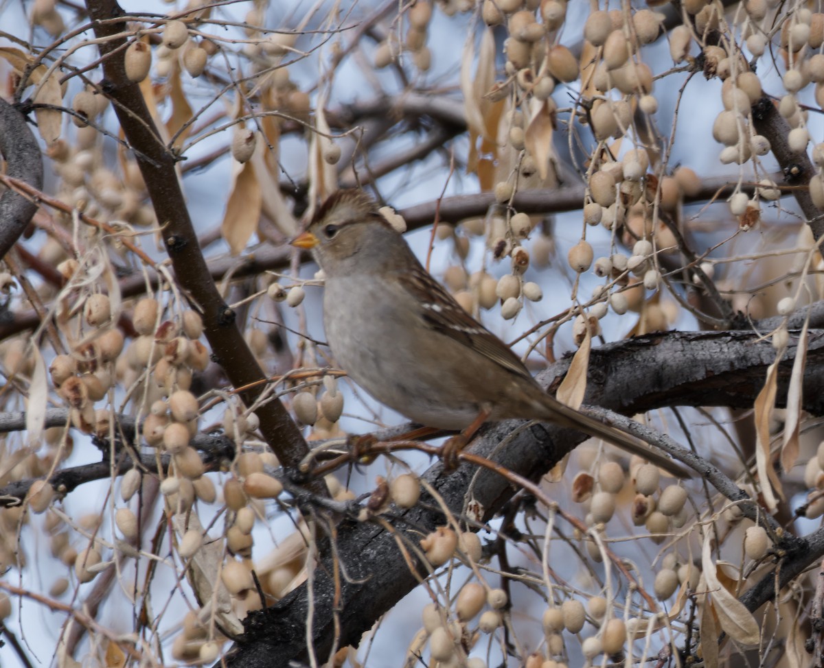 White-crowned Sparrow - ML612577243