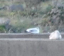 Black-legged Kittiwake - Justin Cook